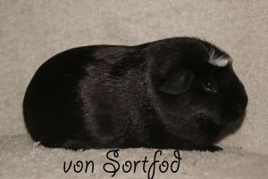 Fiona von Sortfod