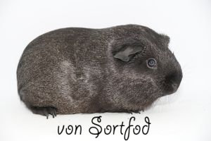 Tusindfryd von Sortfod